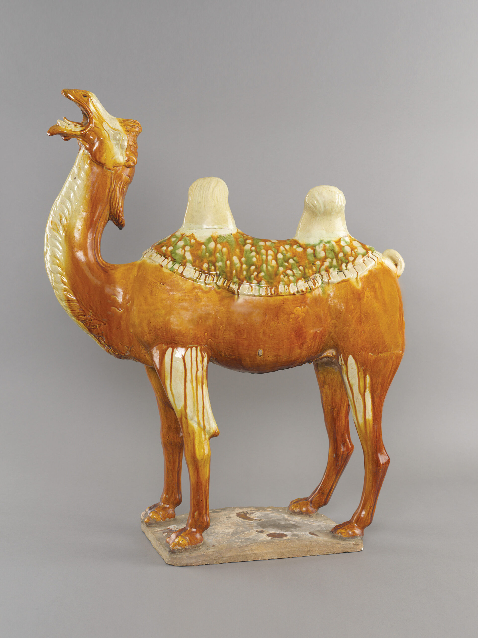 No. 10 - Large Chinese pottery sancai, three-colour glazed Bactrian camel, the body predominantly of rich amber glaze, standing with its head raised back with wide open mouth, flared nostrils and bulging eyes, a swept-back mane and flowing hair behind its head, the neck with long strands of hair combed to both sides and heightened in a straw glaze, wearing a three-colour splashed saddle cloth pleated at the edge beneath its straw-glazed tufted humps swaying in each direction, the top of the legs and the tail also heightened in straw glaze, the base unglazed with original drips of glaze. 32 5/8 inches, 83 cm high. Tang dynasty, early 8th century.