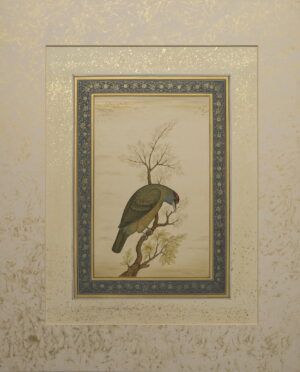 Blue-Throated-Barbet